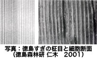 徳島すぎの柾目と細胞断面