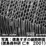 徳島すぎの細胞断面